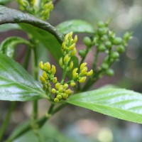 Chloranthaceae